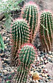 FEROCACTUS PILOSUS