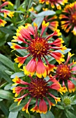 GAILLARDIA ARISTATA LUCKY WHEELER