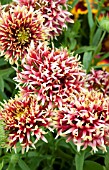 GAILLARDIA GALYA CORAL SPARK