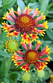 GAILLARDIA GALYA CORNETO FLAME