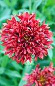 GAILLARDIA GALYA RED SPARK