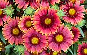 GAILLARDIA GRANDIFLORA ARIZONA RED SHADES