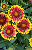 GAILLARDIA LUCKY WHEELER