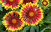 GAILLARDIA LUCKY WHEELER