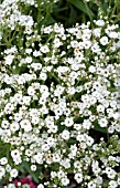 GYPSOPHILA PANICULATA DANFESTAR FESTIVAL STAR