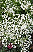 GYPSOPHILA PANICULATA DANFESTAR FESTIVAL STAR