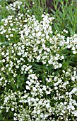 GYPSOPHILA PANICULATA DANFESTAR FESTIVAL STAR