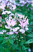 CLEOME SENORITA ROSALITA