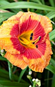 HEMEROCALLIS BOLD TIGER