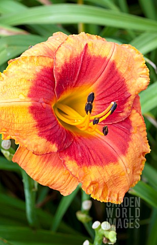 HEMEROCALLIS_BOLD_TIGER