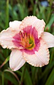 HEMEROCALLIS EXOTIC CANDY