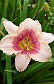 HEMEROCALLIS EXOTIC CANDY