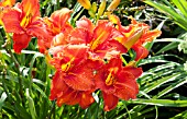 HEMEROCALLIS FIRE KING