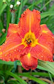 HEMEROCALLIS FIRE KING