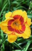 HEMEROCALLIS FOOLED ME