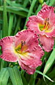 HEMEROCALLIS HUSH LITTLE BABY