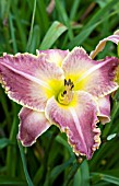 HEMEROCALLIS JUDY JUDY