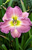 HEMEROCALLIS LAVENDER STARDUST