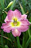 HEMEROCALLIS LAVENDER STARDUST