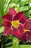 HEMEROCALLIS ROLLING THUNDER