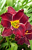 HEMEROCALLIS ROLLING THUNDER