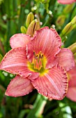 HEMEROCALLIS SCOTTISH FANTASY