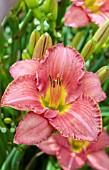 HEMEROCALLIS SCOTTISH FANTASY