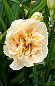 HEMEROCALLIS SILOAM PEONY DISPLAY