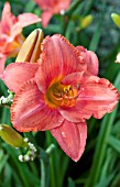 HEMEROCALLIS SOUTH SEAS