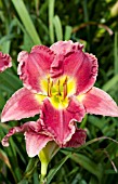 HEMEROCALLIS STOLEN TREASURE