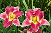 HEMEROCALLIS STOLEN TREASURE