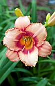 HEMEROCALLIS STRAWBERRY CANDY