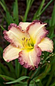 HEMEROCALLIS SWEDISH GIRL