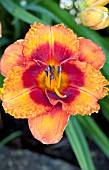 HEMEROCALLIS TIGER KITTEN