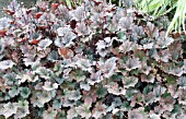 HEUCHERA FROSTED VIOLET