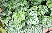 HEUCHERA VENUS