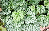 HEUCHERA VENUS