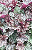 HEUCHERA VILLOSA SILVER SCROLLS