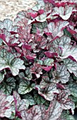 HEUCHERA VILLOSA SILVER SCROLLS