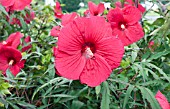 HIBISCUS FIREBALL