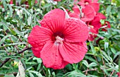 HIBISCUS FIREBALL