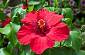 HIBISCUS ROSA-SINENSIS RED NALU