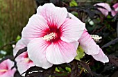 HIBISCUS SUMMER STORM