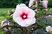 HIBISCUS SUMMER STORM