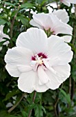 HIBISCUS SYRIACUS BRICUTTS