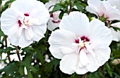 HIBISCUS SYRIACUS BRICUTTS