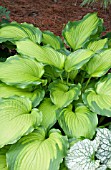 HOSTA JOURNEYS END