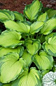 HOSTA JOURNEYS END