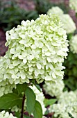 HYDRANGEA PANICULATA JANE