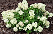 HYDRANGEA PANICULATA JANE